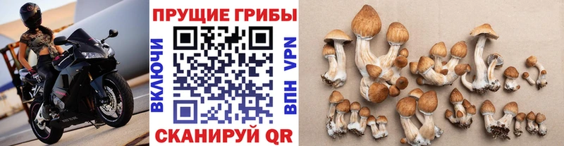Псилоцибиновые грибы Cubensis  Купить где  Шлиссельбург 